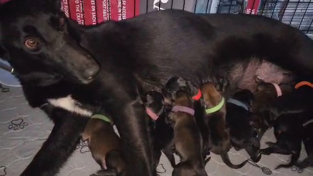 Belgian Malinois puppies in Hidalgo, Texas