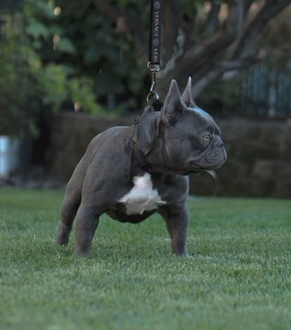 Lilac Solid Fluffy Carrier Male French Bulldog in Yakima, Washington