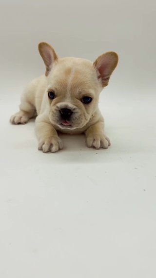 Cream AKC LIMITED French Bulldog in Houston, Texas
