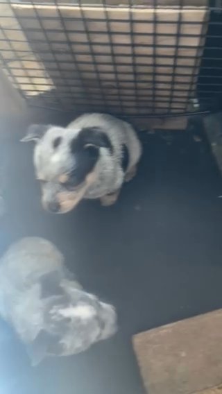 Australian Cattle Dogs in San Bernardino, California