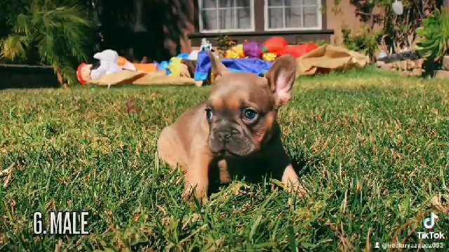 !!!FRENCH BULLDOG!!! in San Diego, California