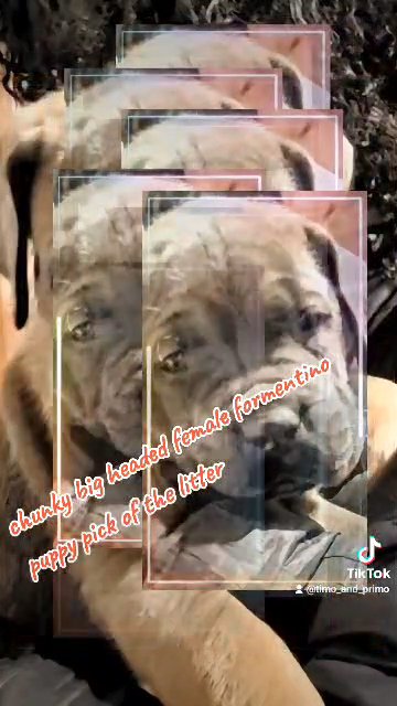 Cane Corso puppy in Clarksville, Tennessee