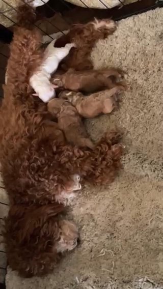 F1bb Micro Mini Goldendoodles in Tulsa, Oklahoma