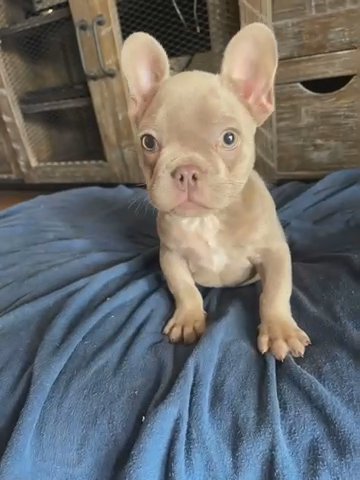 Frenchie Bulldog in Santa Ana, California