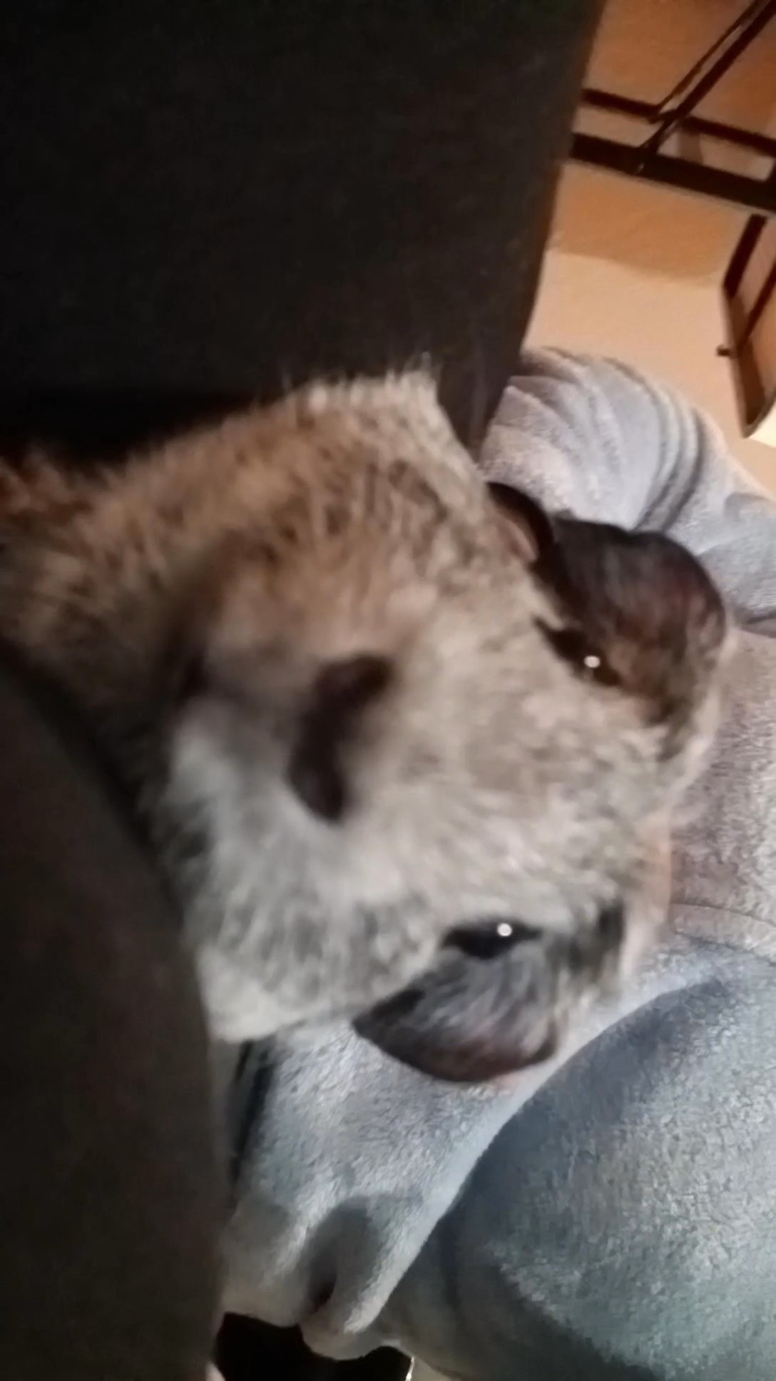 I need a home for my babys please in Vallejo, California