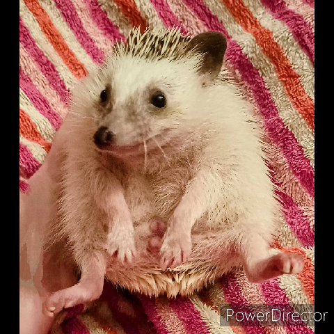 "Brownie" Female Hedgehog in St. Louis, Missouri