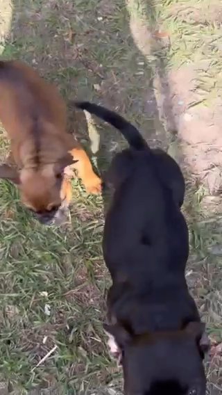 Micro Bullies in Spring Hill, Florida