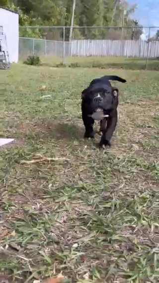 Micro bullies in Spring Hill, Florida
