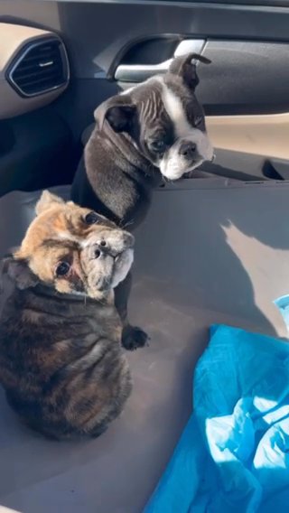 English bulldog in Spring Hill, Florida