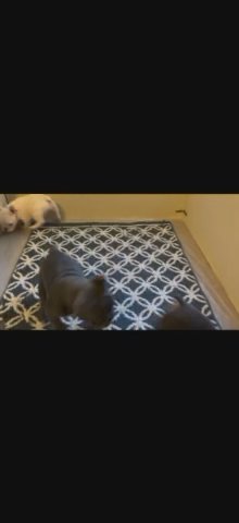 10 Week Old French Bulldog in Oxnard, California