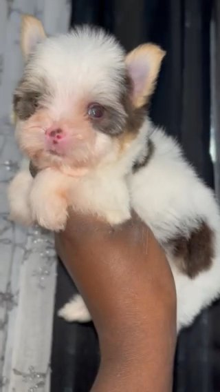 Chocolate parti yorkie in Houston, Texas