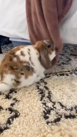 Bunny