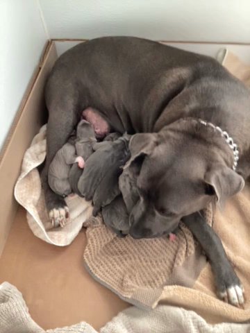 Blue Nose Puppies in Palm Coast, Florida