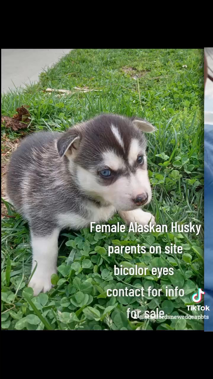 Siberian Husky for sale in Hendersonville, North Carolina