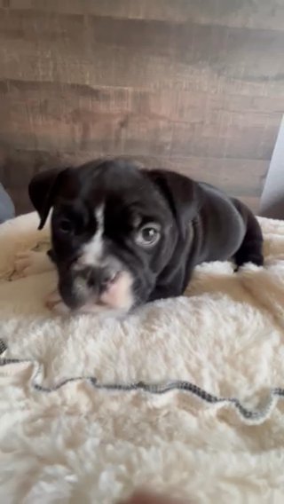 8 Week Old bully puppy’s Pocket in Pleasanton, California