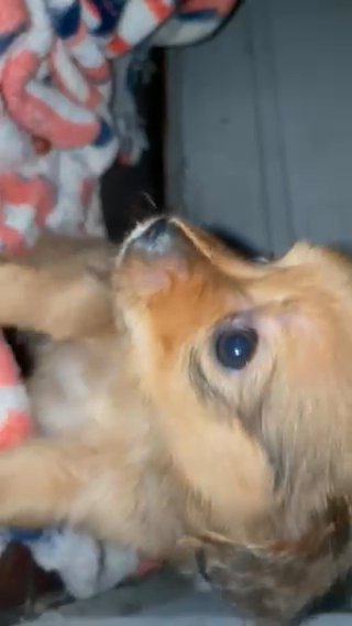 14 Puppies for sale!!! in Chicago, Illinois