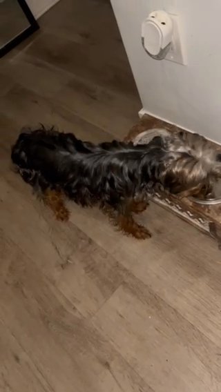 Rehoming My Yorkie in Philadelphia, Pennsylvania