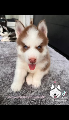 Siberian Husky For Sale in Frederick, Maryland