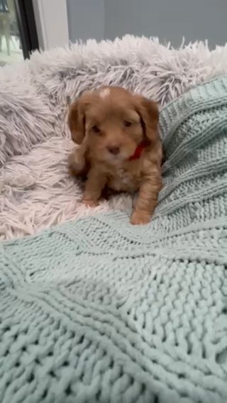 Mini cavapoo in Fort Lauderdale, Florida