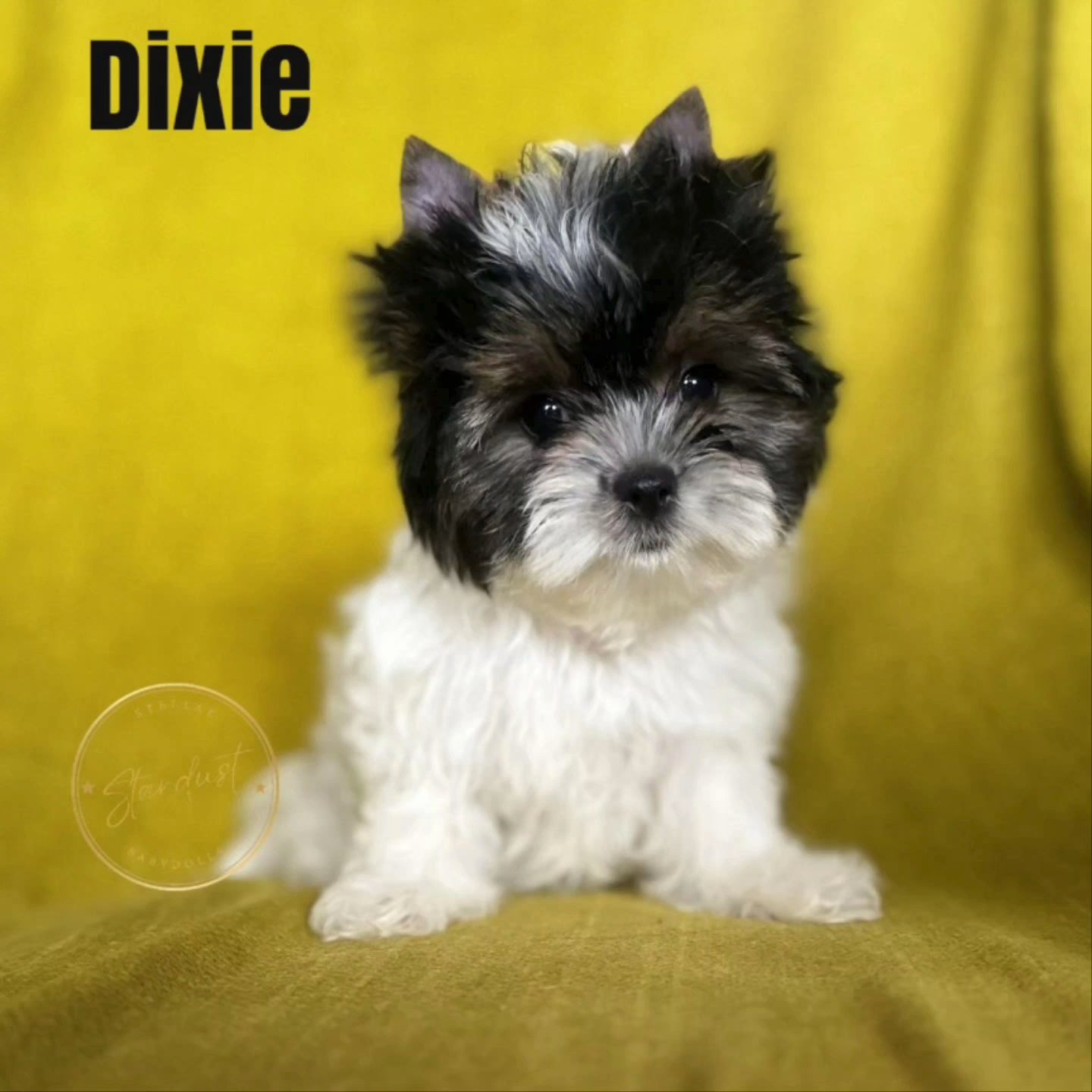 Dixie in Chicago, Illinois