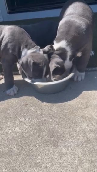 Pure American Bully Puppies in Tacoma, Washington