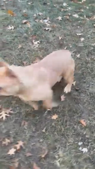 Mommas Boy Tan Frenchie Just Made A Year AKC in St. Paul, Minnesota