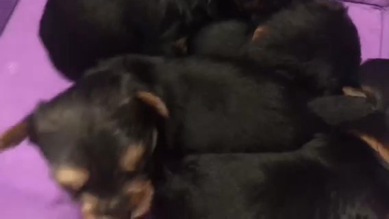3 Precious Baby Girls in Hinesville, Georgia