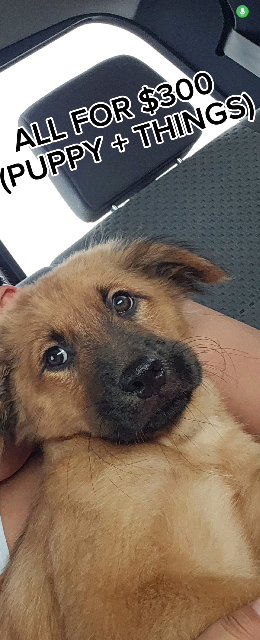 PUPPY - GERMAN SHEPHERD, BOXER MIX in Fort Lauderdale, Florida