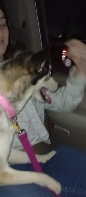 husky/Australian shepherd in Visalia, California