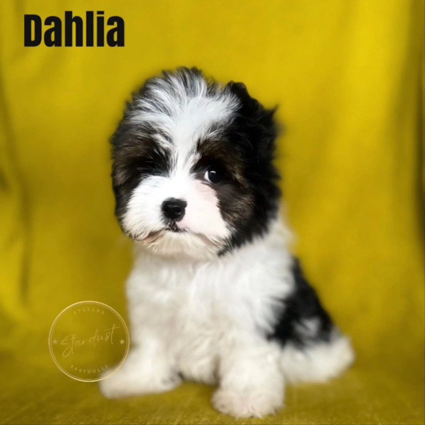 Dahlia in Chicago, Illinois