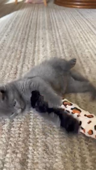 Chartreux Kittens in Queens, New York