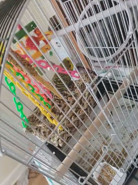 Bird in Kingsport, Tennessee