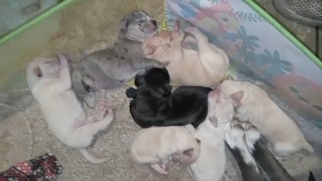 Blue Nose Pit Puppies in Gainesville, Florida