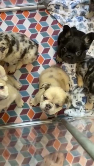Fluffy French Bulldogs in New Orleans, Louisiana