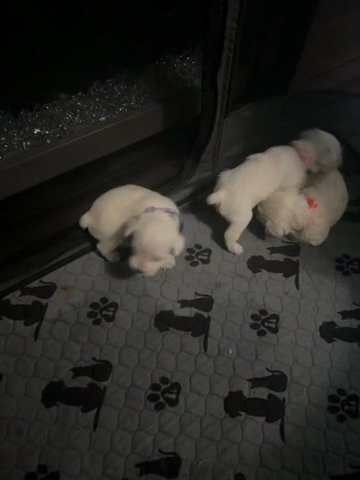 Miniature Schnauzers in Columbus, Ohio
