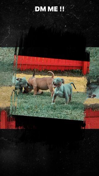 Micro Bully in Orlando, Florida