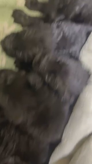 Puppies For Sale in Kalamazoo, Michigan