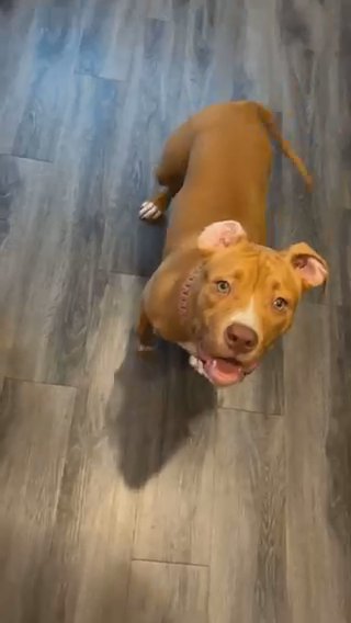 Standard/Pocket Bully in Washington, District of Columbia