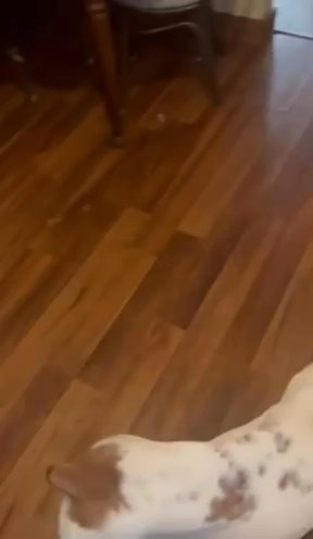 Rehoming Bella in Indiana, Pennsylvania