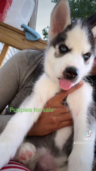 Siberian Husky in Frederick, Maryland