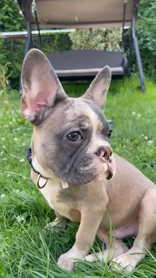Frenchie bulldog in Washington, District of Columbia