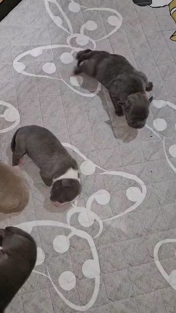 XL American Bully puppies in Chicago, Illinois