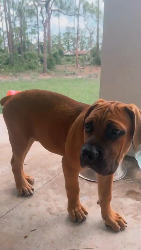 cane corso in Lehigh Acres, Florida