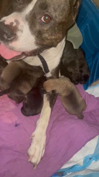 Cane Corso And Pit bull Mix in Conroe, Texas