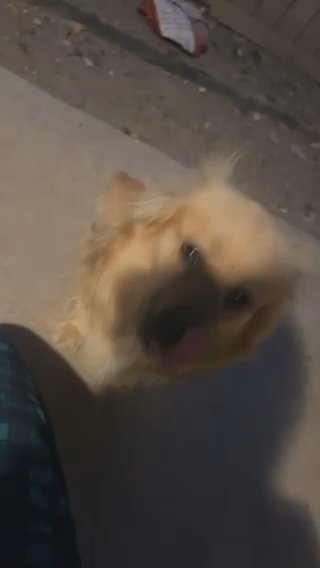 Mixed Dog For Sale in Avenal, California