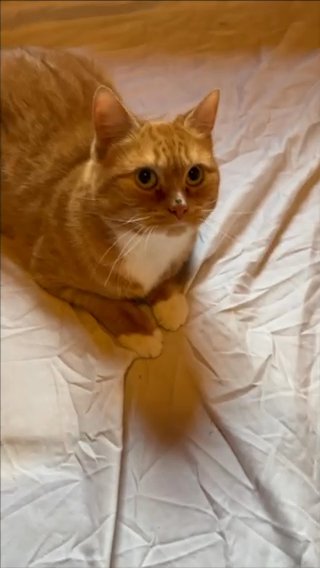 Sweetheart Our Foster Cat? in Cheyenne, Wyoming