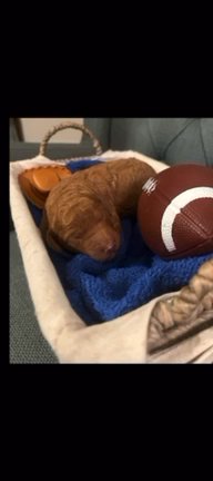 Golden Doodle Puppies in San Antonio, Texas