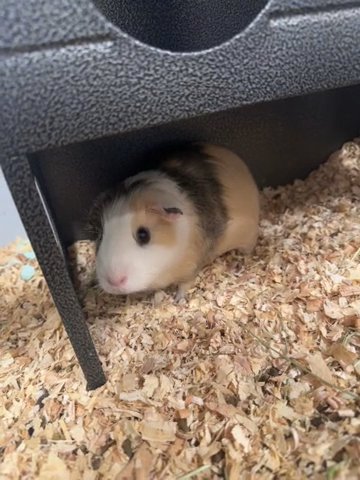 Guinea Pig in Fort Collins, Colorado