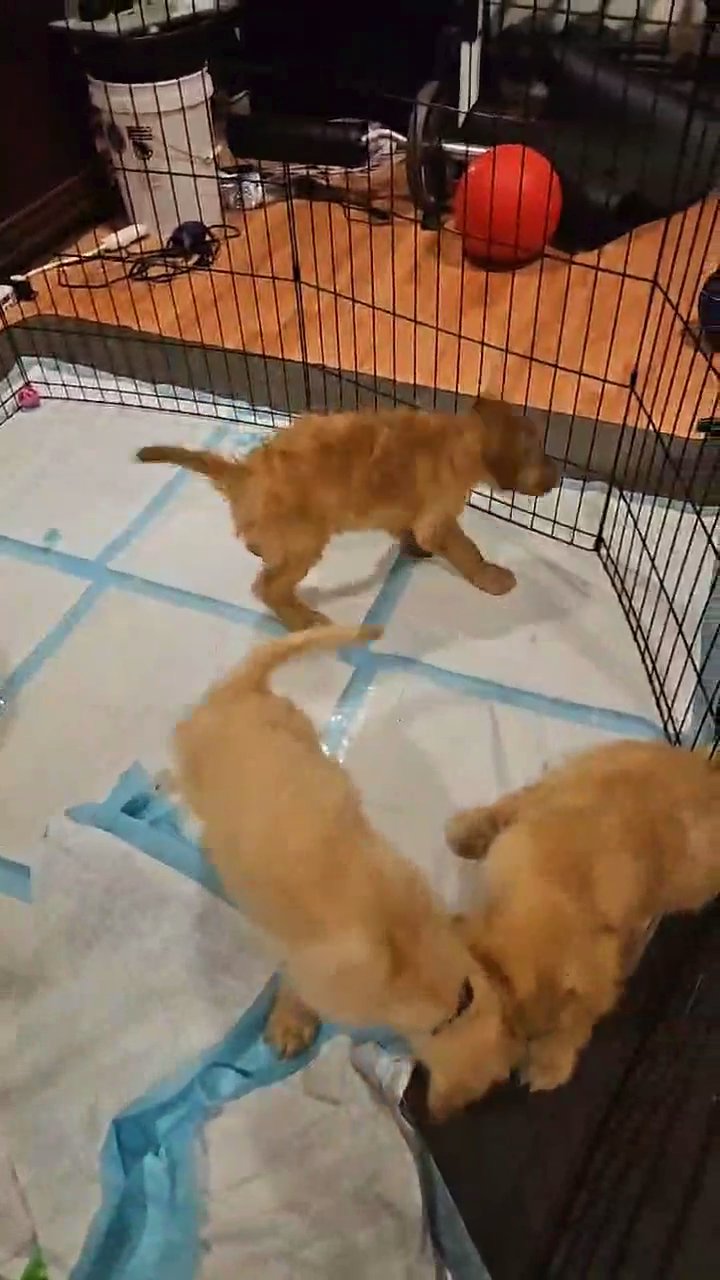 Goldendoodles in La Habra, California