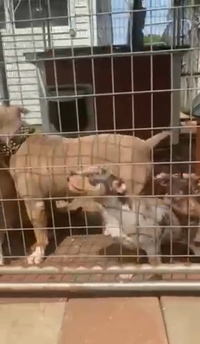 Bully Puppies in Ewing, New Jersey